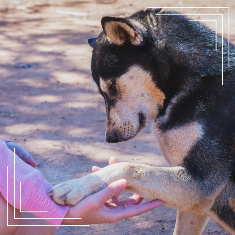 Lizanie odbytu u psów