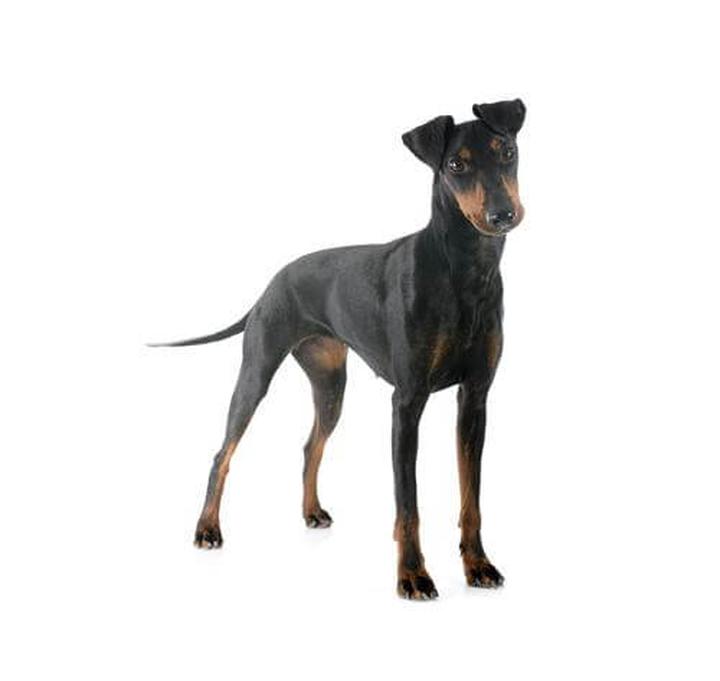 Manchester Terrier charakterystyka rasy