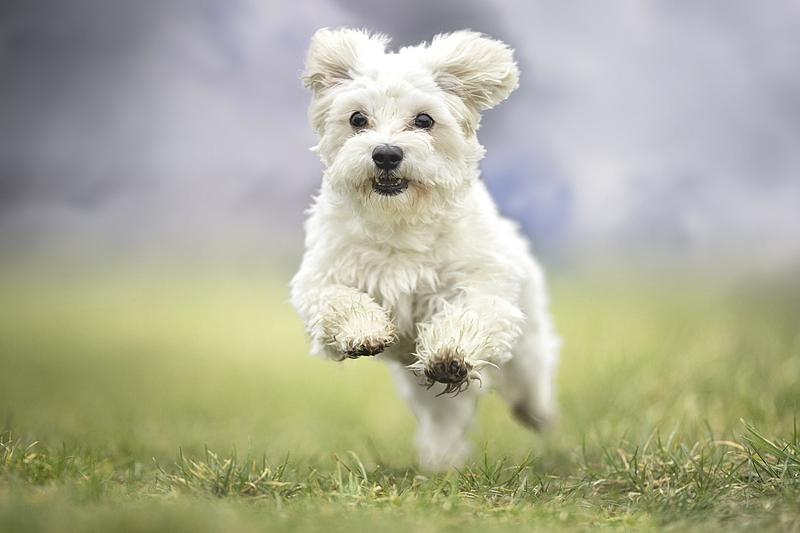 Najczęstsze błędy przy nauce imienia psa