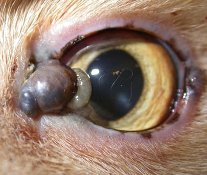 Objawy nowotworu oka u psa
