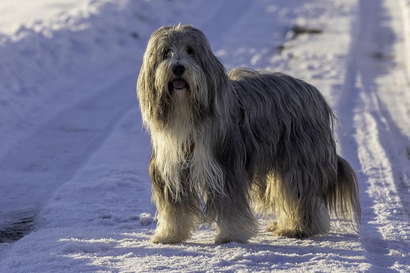 Pielęgnacja i zdrowie bearded collie