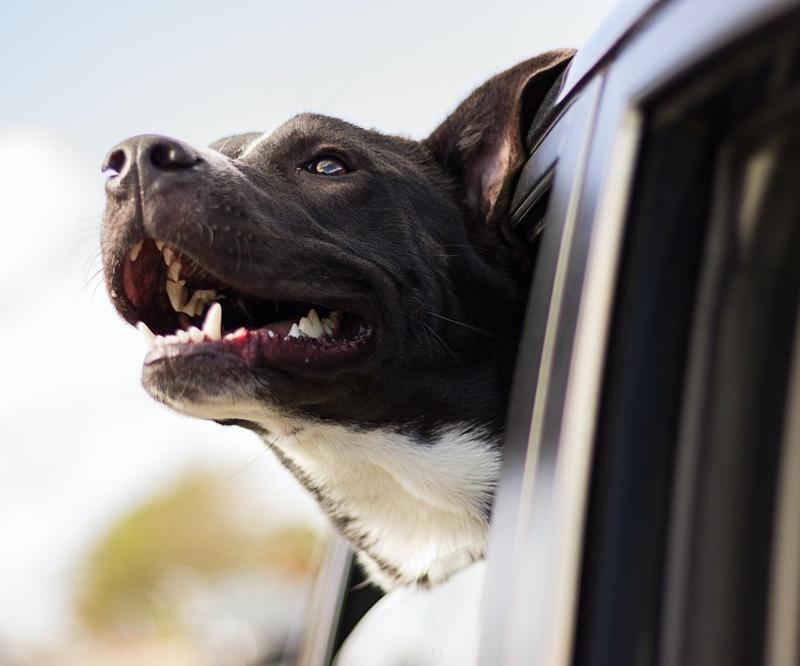 Problemy zdrowotne psa a apetyt