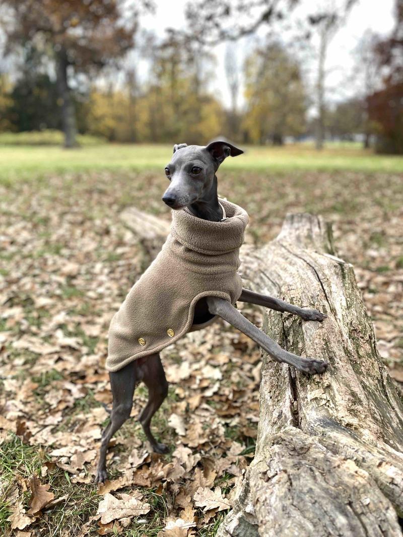 Psychologia i temperament italian greyhound