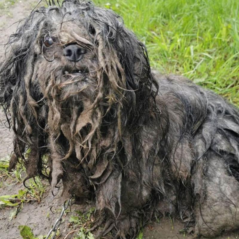 Rozpoznawanie zaniedbania u psa