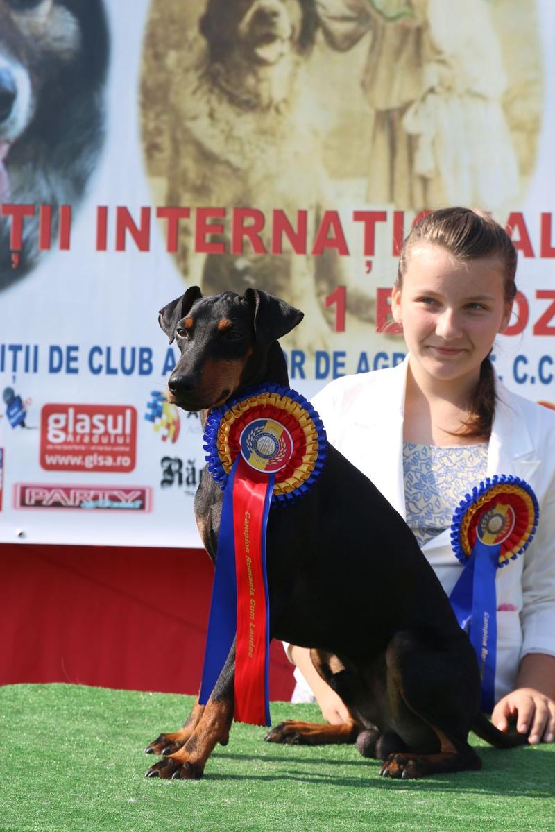 Temperament i zachowanie Manchester Terriera