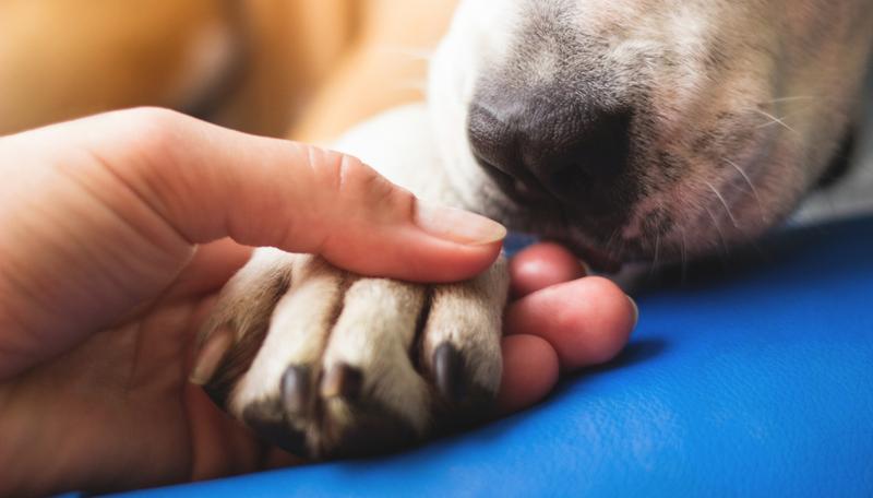 Wsparcie emocjonalne dla opiekunów