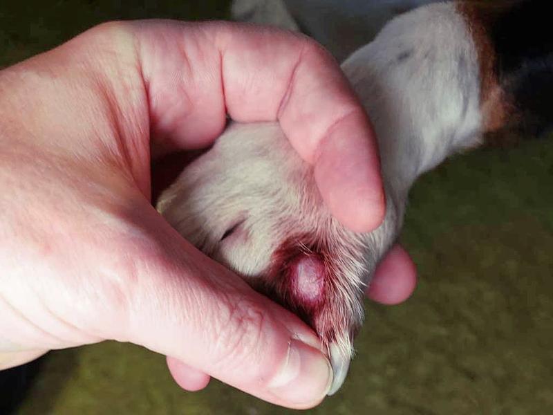 Zachowanie i nawyki higieniczne psów