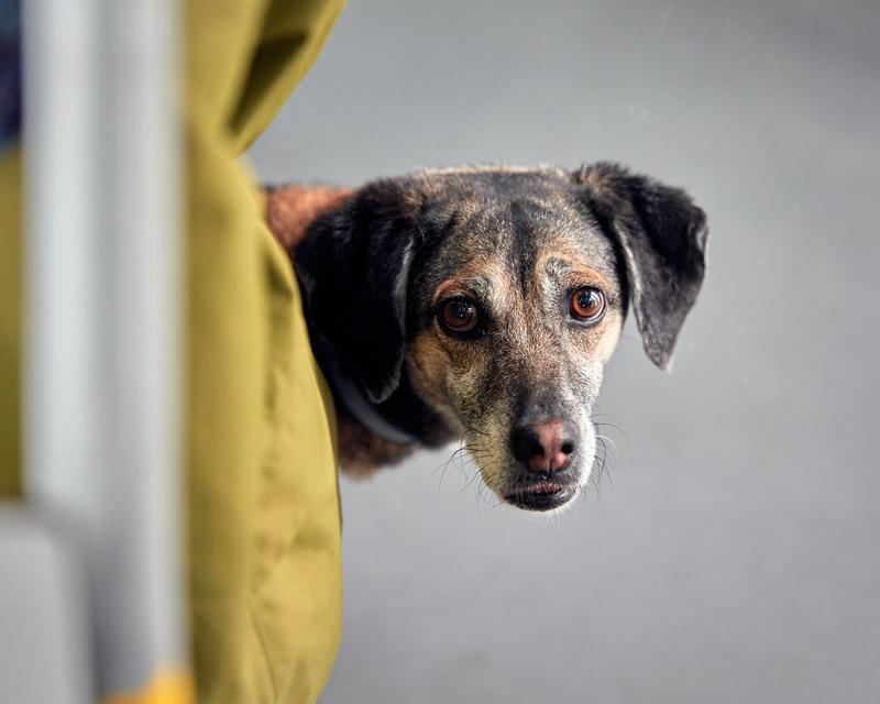 Zatrucie psa trutką na szczury