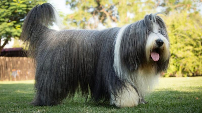 Bearded collie – odkryj charakterystykę i fascynujący opis rasy