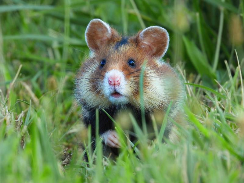 Co musi wiedzieć każdy właściciel: czego nie mogą jeść chomiki?