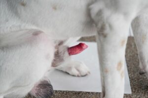 Co oznacza wysunięte prącie u psa i jak skutecznie je leczyć?