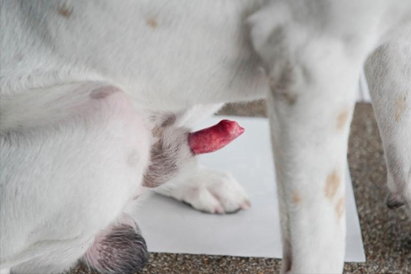 Co oznacza wysunięte prącie u psa i jak skutecznie je leczyć?