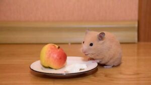 Czy chomiki mogą bezpiecznie sięgać po jabłka? Dowiedz się!