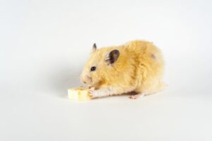 Czy chomiki mogą jeść banany? Oto, co powinieneś wiedzieć!