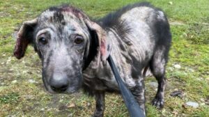 Gdzie szukać pomocy dla zaniedbanego psa? Przewodnik dla troskliwych właścicieli