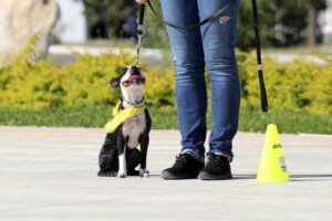 Jak skutecznie nauczyć psa oddawania jedzenia?