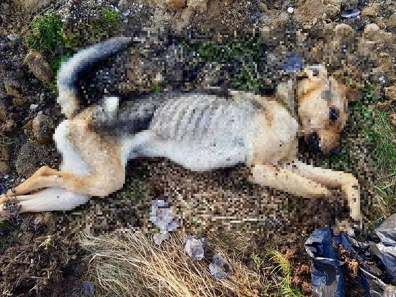 Jak zauważyć symptomy zbliżającej się śmierci psa? Przewodnik dla właścicieli zwierząt