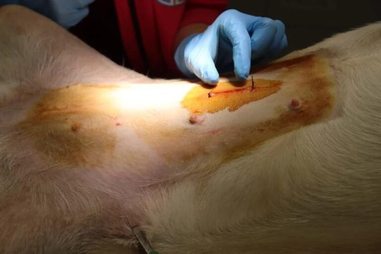 Kastracja chemiczna psa – co warto wiedzieć i na czym polega?