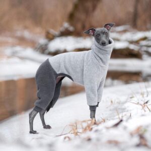 Odkryj urok italian greyhound – charakterystyka i fascynujący opis rasy