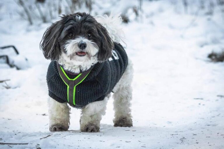 Poznaj urok coton de tulear: charakterystyka i opis rasy, która oczarowuje
