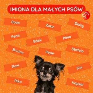 Skuteczne metody na nauczenie psa reagowania na swoje imię