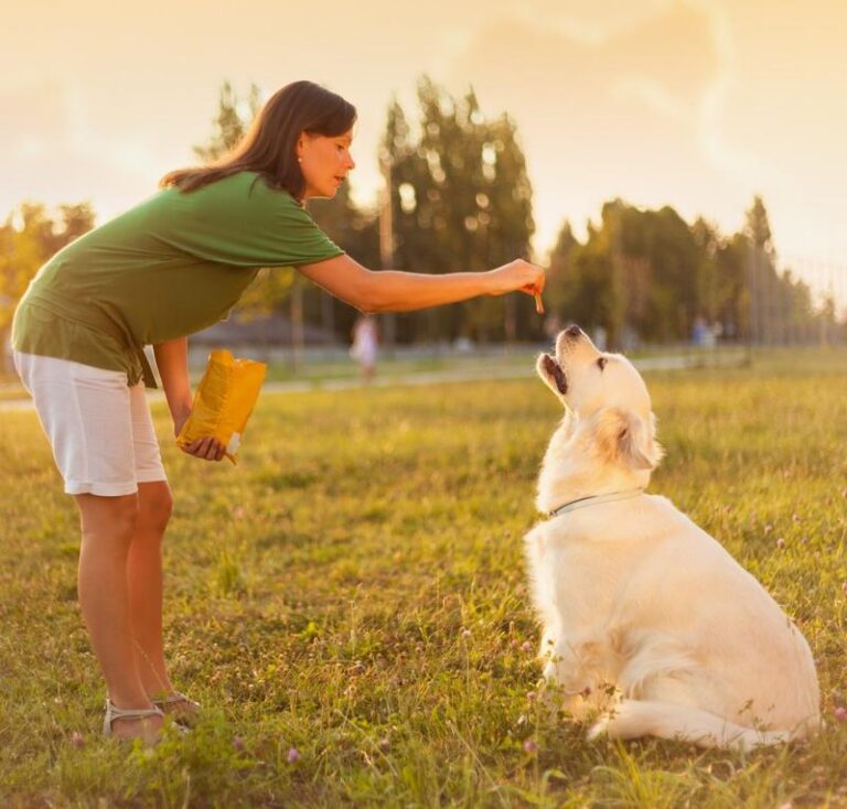 Sztuka treningu: jak nauczyć psa dać łapę w kilku prostych krokach