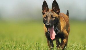 Szybki oddech u psa – kiedy dyszenie powinno nas zaniepokoić?