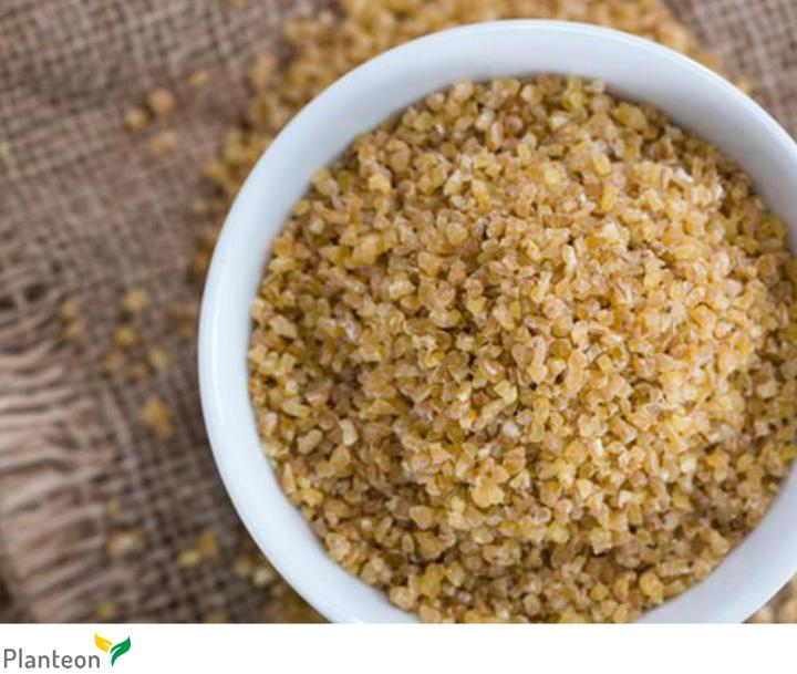 Bezpieczeństwo bulguru u psów