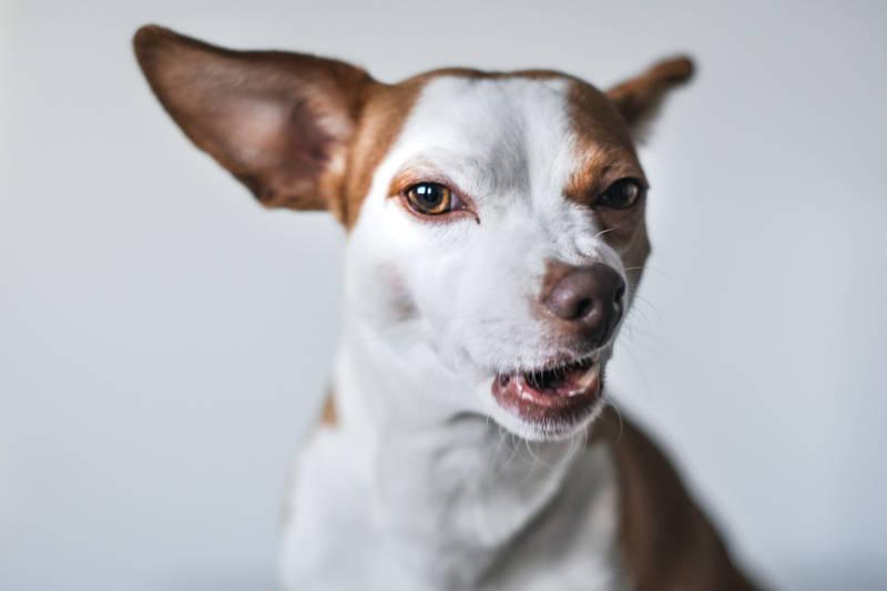 Bezpieczne postępowanie z psem