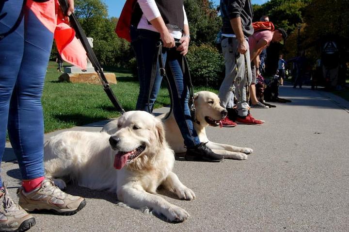 Budowanie więzi z psem