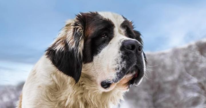 Cechy i wygląd bernardyna