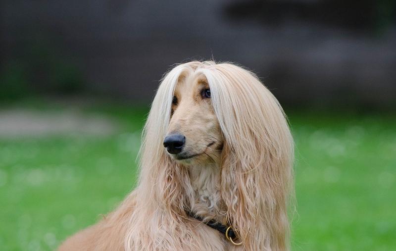 Charakterystyka fizyczna charta