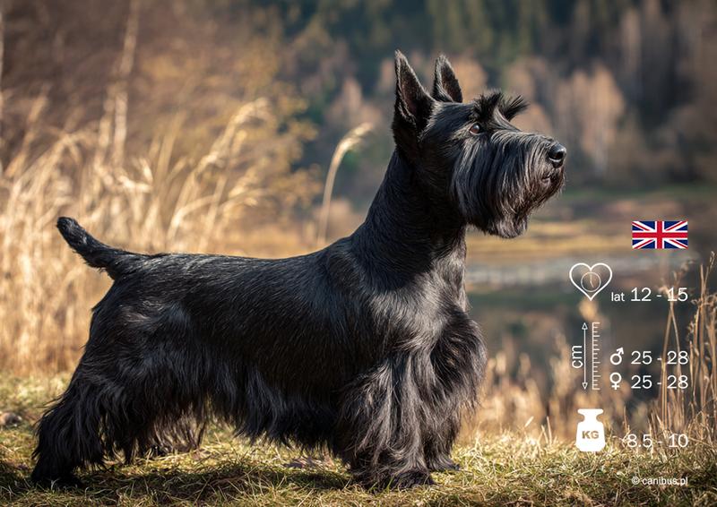 Charakterystyka rasy Scottish Terrier