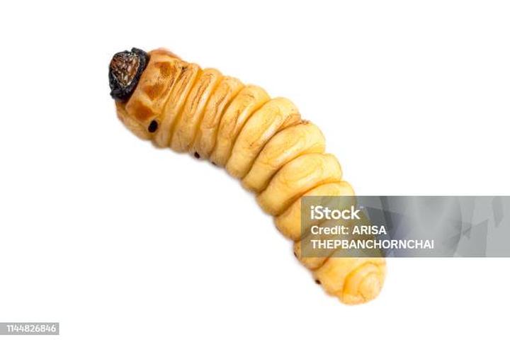 Czynniki ryzyka zakażenia u psów