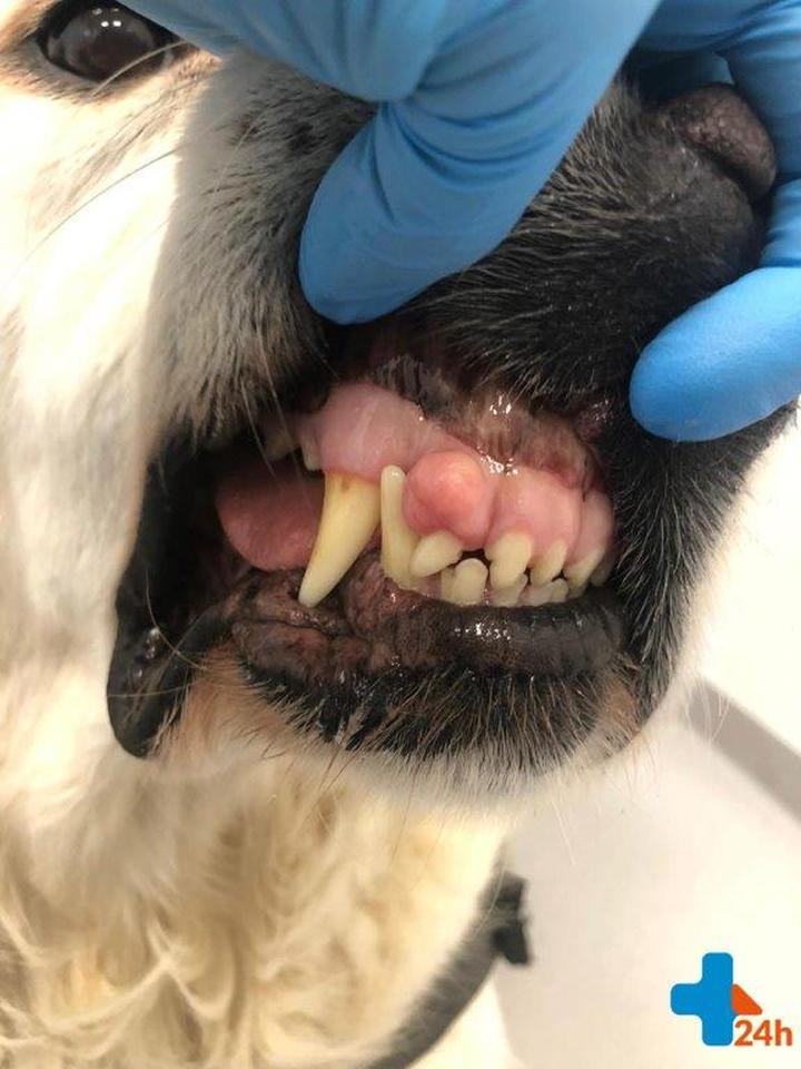 Domowe sposoby leczenia dziąseł psa