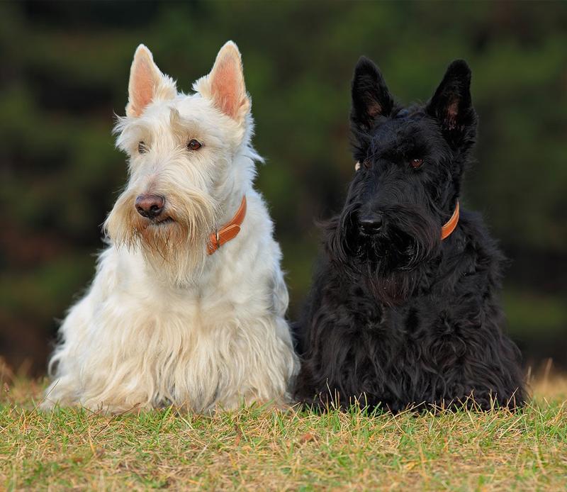 Historia i pochodzenie Scottish Terriera