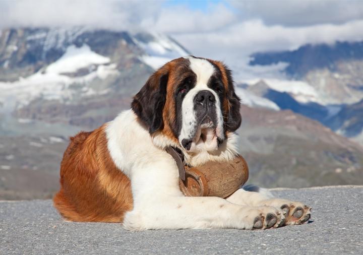 Historia i pochodzenie bernardyna