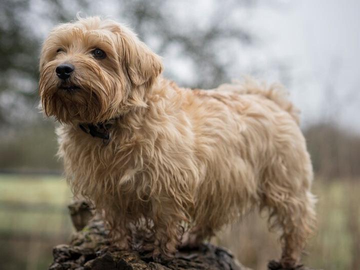 Historia i popularność Norfolk Terriera