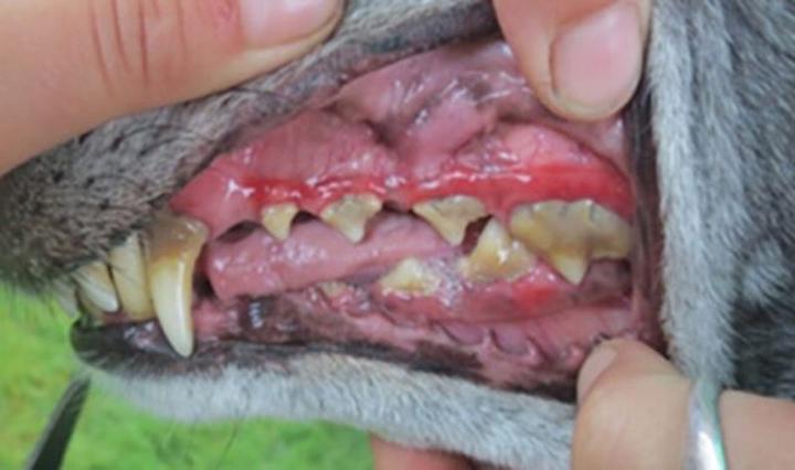 Kiedy do weterynarza z problemami dziąseł