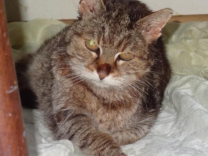 Leczenie i rehabilitacja zespołu przedsionkowego u psów