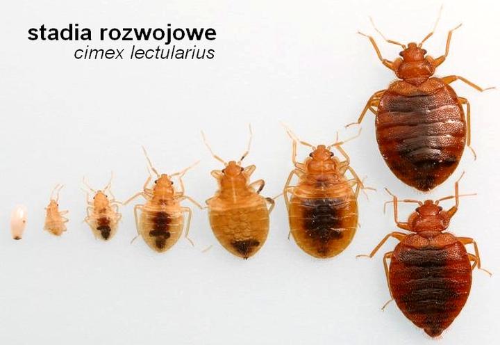 Metody eliminacji pluskiew