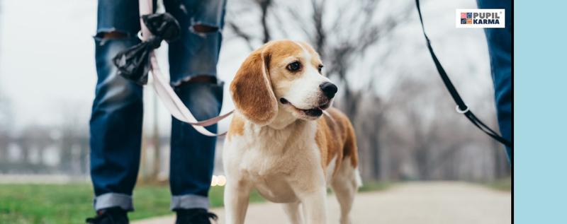 Nauka cierpliwości u psa
