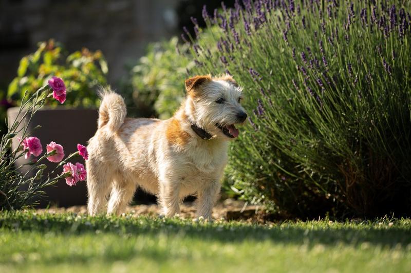 Norfolk Terrier charakterystyka i opis rasy