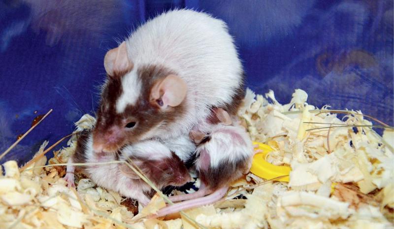 Objawy ciąży u chomika