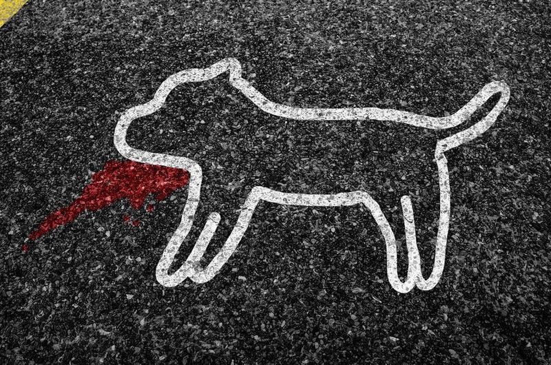 Objawy urazu głowy u psa