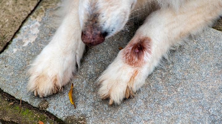 Objawy zakażenia robakami mango