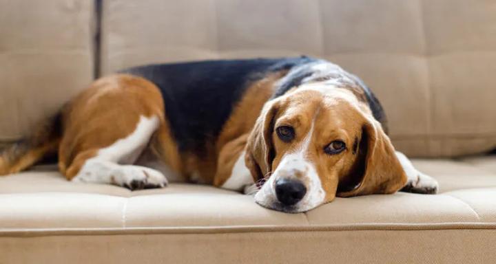 Objawy zespołu przedsionkowego u psa