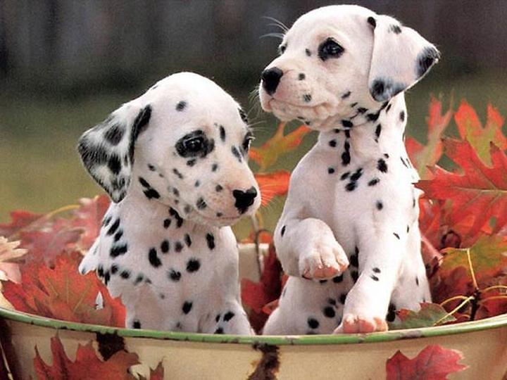 Opis rasy dalmatyńczyk