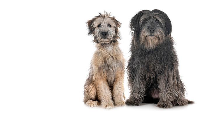 Owczarek pirenejski osobowość i temperament