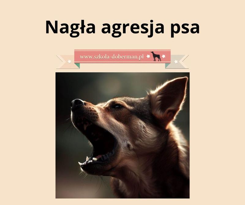 Pozytywne szkolenie psa